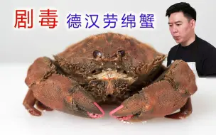 含有剧毒的德汉劳绵蟹，超萌超可爱，可惜只能放生吃泡面