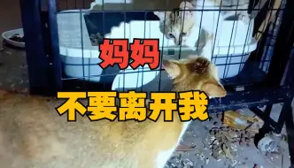 猫妈妈不停的在哭泣，三只小猫一直在铁笼中挣扎，这一别就是来生