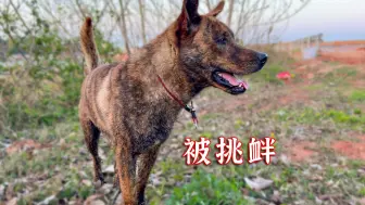春游被挑衅，它已经很克制了
