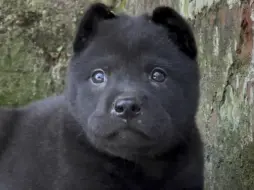 中国唐狗，在国际比赛中荣获前三名的中国本土犬种