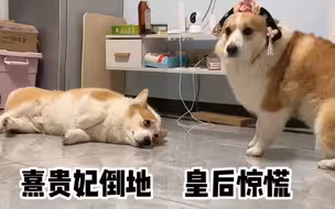 柯基说：我当时怕极了！！