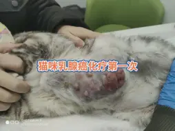 猫咪四期乳腺癌化疗第一次