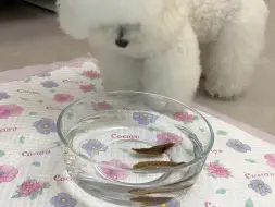 我看了类似的视频，预想弄翻水碗到处是水，或者脸伸进水获得一只卸了妆的小狗～于是在碗底下铺了尿垫，地毯也掀起来了，然而…