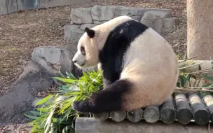 大熊猫福宝 干饭+溜达 230110