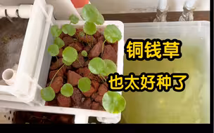 铜钱草也太好种了，太适合乌龟缸了