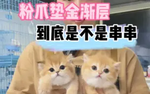 粉爪垫金渐层到底是不是金渐层！