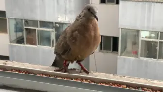 今天来了一个小咕咕还戴着脚环～