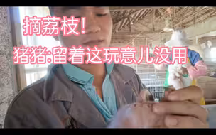 猪猪:我寻思留着这荔枝也没用就让他给我噶了！