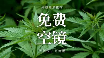 【空镜素材】医用麻植物作物，工业麻植物作物，麻作物，植物视频素材