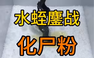 把水蛭丢进“化尸粉”里，水蛭会不会跟电视上一样人间蒸发？水蛭：你食不食油饼！