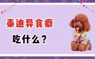 泰迪异食癖吃什么？这些基础知识，主人要知道