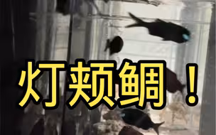 太烫嘴了