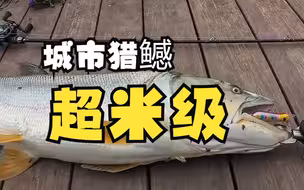 城市猎鳡，水面系路亚饵波爬，超米级鳡鱼