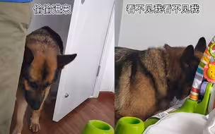 威猛大德牧蹑手蹑脚进房间偷看小主人 铲屎官憋笑拍下暖心全程