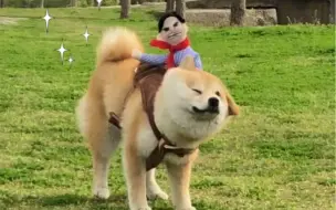 快进来看小狗跑步