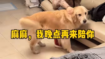 回家但是没小狗迎接是什么体验？