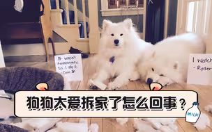 狗狗太爱拆家了怎么回事