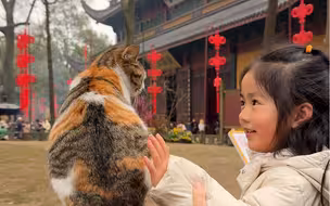 灵隐寺里的猫｜见者得福