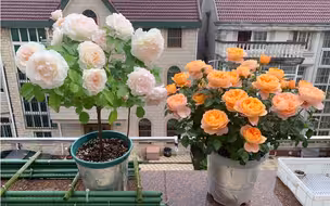 冰淇淋阳台 我最爱的月季之一