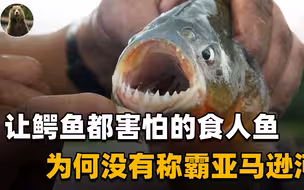 为什么食人鱼不能称霸亚马逊河？看看这些克星，食人鱼能干过谁？