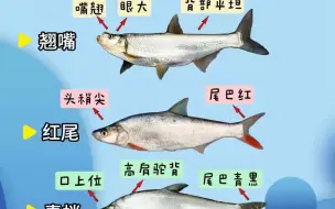 你能分的清翘嘴红尾青梢吗