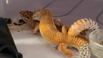 第一次看宫片儿有点紧张