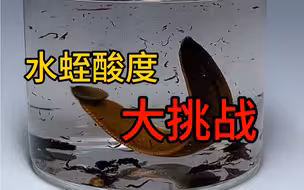 把水蛭丢进白醋、醋精、硫酸等不同酸度的液体里，睡着分别会有什么下场？