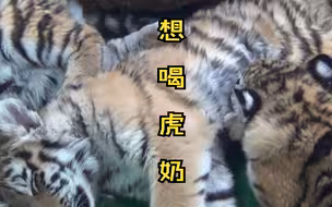 “小老虎想吃小伙伴的虎奶”三个月大的虎宝宝