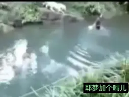 养不熟的畜生！饲养员被两头白虎攻击。