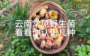 云南的菌子特别多，认识10种以上的都是捡菌高手！