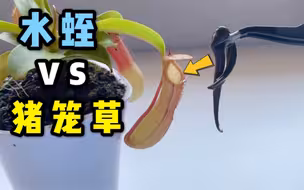 把一只大水蛭丢进猪笼草的陷阱里！会发生什么事？