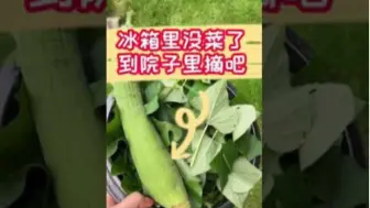 院子里没菜了，到院子里摘一把吧，炒个红薯叶子再加丝瓜炒鸡蛋