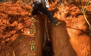 用易经找山药是什么体验