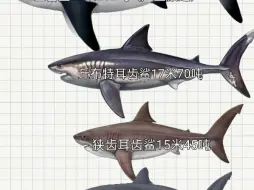 耳齿鲨体型（部分）