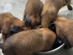 巴万的崽崽们，一顿饭一溜烟的功夫，就被训导员们精准甄别出“哪个崽”最适合做警犬