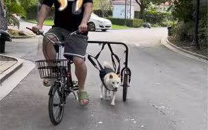 百公里油耗1颗狗粮