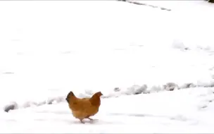 这只鸡第一次在雪地上走，下一秒千万憋住别笑，镜头拍下全过程