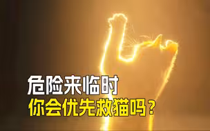 🐱爱与牺牲：当危险降临，你会如何选择⁉️
