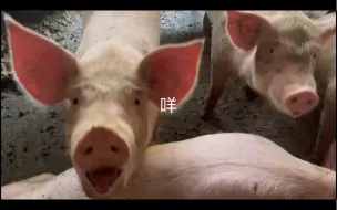 呆猪叫