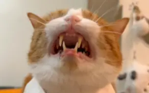 小猫咪把双标进行到底