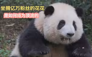 坐拥亿万粉丝的花花，是如何成为熊猫界顶流的，花花的成名之路