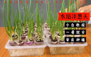 最快7天，在家水培洋葱苗，疫情当下，你需要学会的技能！