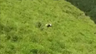 四川宝兴县是块宝地啊，满地野生大熊猫