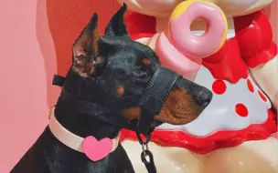 当你让狗子陪你去游乐园玩