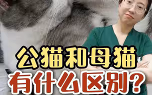 新手，养公猫和养母猫有什么区别