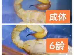 豹斑似厚尾蝎配对，公母，压成，成体区分，纯干货分享，自己总结，无百度，无多余口嗨。
