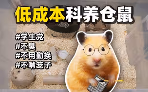 想好好养仓鼠？没钱？别担心，教你便宜又科学地养仓鼠！