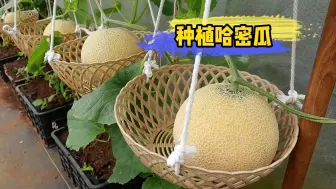 教你用塑料框种植哈密瓜，不仅方法简单易学，还非常有创意