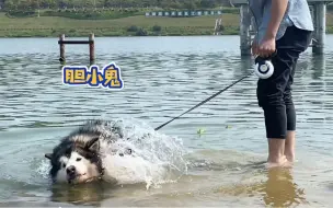 八十斤的阿拉斯加有下水恐惧症…