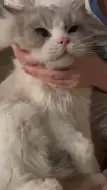 偷摸眠眠拐的猫猫✋( ᖛ ̫ ᖛ )🤚